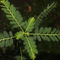 Phyllanthus amarus Schumach. & Thonn.